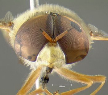 Media type: image;   Entomology 617608 Aspect: head frontal view